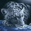 Tigrytė