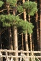 Justinas (10 m., Druskininkai)