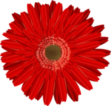 Gerbera