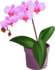 Orchidėja
