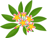 Frangipani