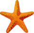 Jūros žvaigždė
