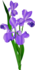 Irisas