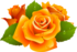 Oranžinės rožės