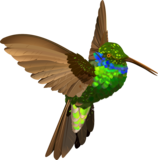 Kolibris