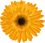 Gerbera