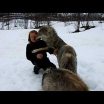 Susitikimas su vilkų gauja