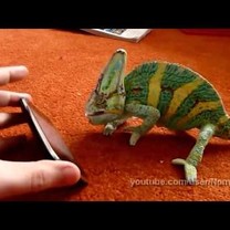 Chameleonas išsigando iphono 