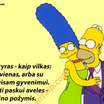Vilkas ar avinas?