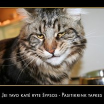 Jei tavo katė ryte šypsos - pasitikrink tapkes