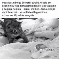 Saugotis
