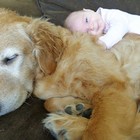 Šuo - geriausias kūdikio draugas