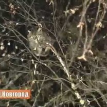 Kaip rusai gelbėjo katę..