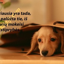 Stiprybė