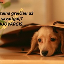 Greičiau už savaitgalį