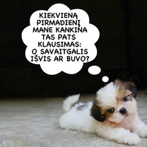 Kur dingo savaitgalis?