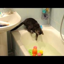 O dar sakoma, kad katės bijo vandens?